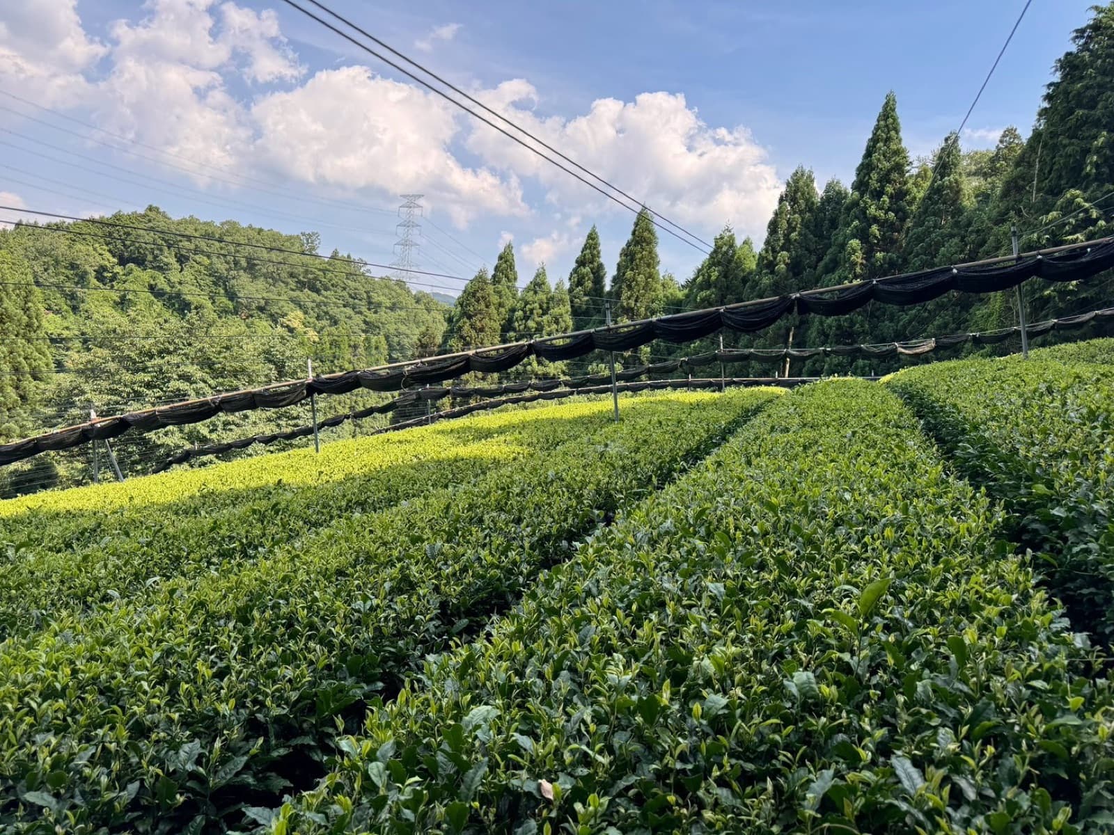 専属契約農家の茶園